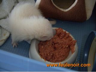 furette angora albinos en train de manger du barf