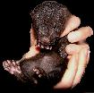image de visonneau, vison, vison americain, american mink, vison d'amerique