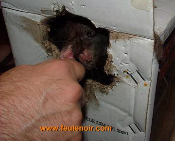 furetons bébés à J58