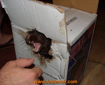 furetons bébés à J58