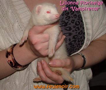 lilionne florineige dit vampirette furette albinos