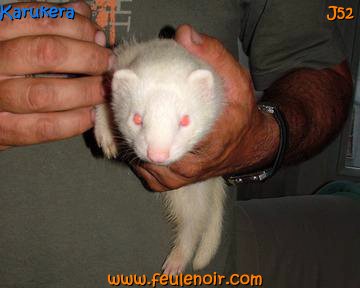 Karukéra furet albinos