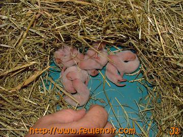bébés furetons à J2