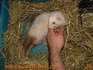 furette champagne avec ses bébés furetons