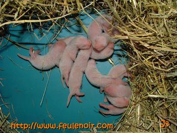 bébés furetons à J3