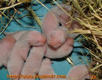 bébés furetons à J3
