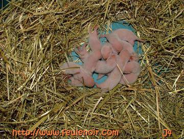 bébés furetons à J4