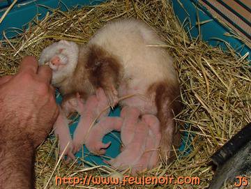furette et ses bébés à J5