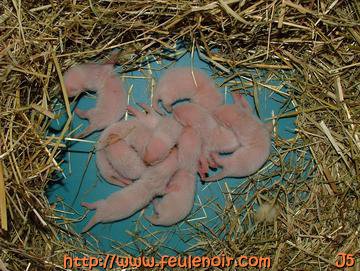 bébés furetons à J5