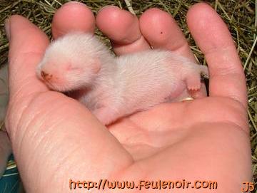 petit male albinos bébé fureton à J5