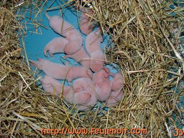 furette et ses bébés à J6