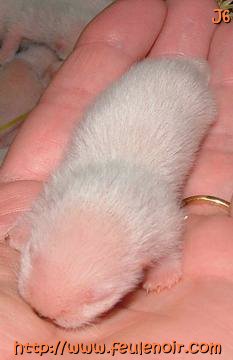 petit male albinos bébé fureton à J6