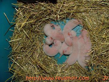 furette et ses bébés à J7