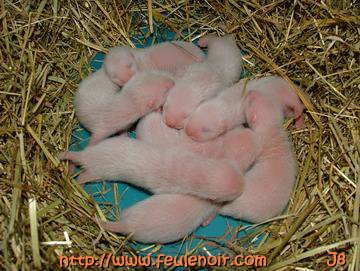 furette et ses bébés à J8