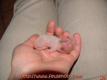 bébé furet fureton à J8