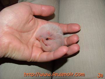 bébé furet fureton à J8