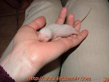 bébé furet fureton à J8