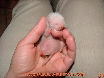 bébé furet fureton à J8