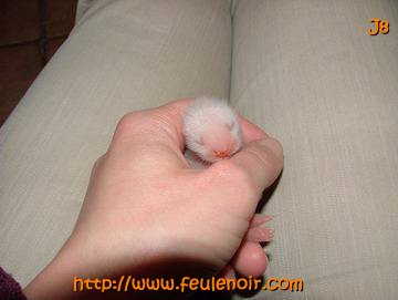 bébé furet fureton à J8