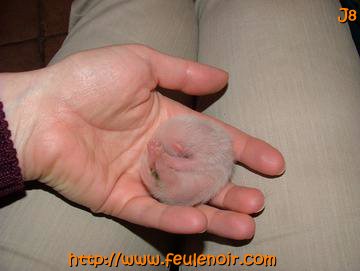 bébé furet fureton à J8