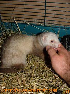 furette prenant la main de son maitre pour l'emporter dans son nid