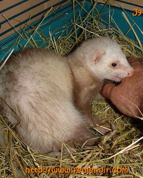 furette prenant la main de son maitre pour l'emporter dans son nid