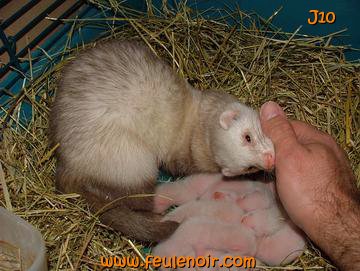 furette prenant la main de son maitre pour l'emporter dans son nid