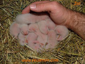 main dans un nid de furetons de 10 jours