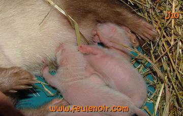 furetons de 10 jours en train de téter