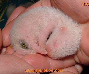 fureton albinos de 10 jours