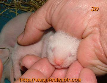 furetons bébés à J17