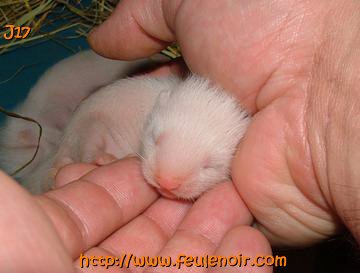 furetons bébés à J17