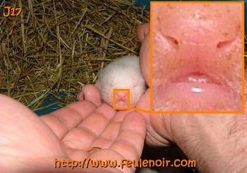 furetons bébés à J17