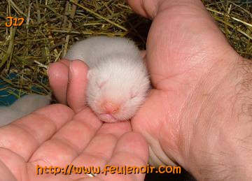 furetons bébés à J17