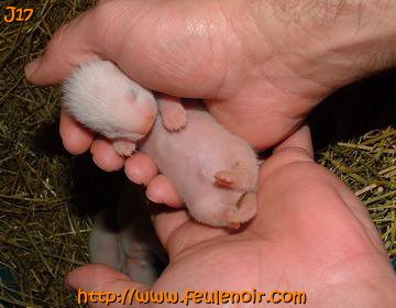 furetons bébés à J17