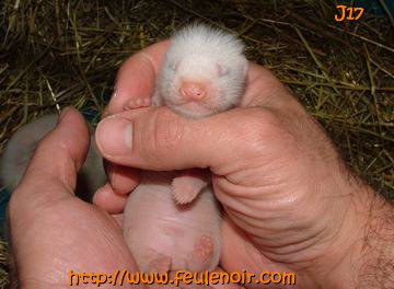 furetons bébés à J17