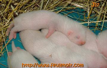 furetons bébés à J17