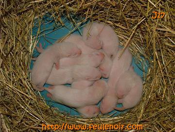 furetons bébés à J17