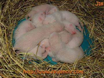 furetons bébés à J18