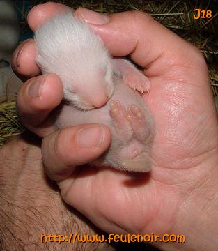 furette bébé à J18