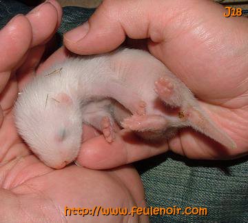 furette bébé à J18