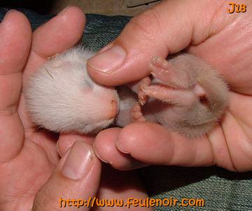 furette bébé à J18