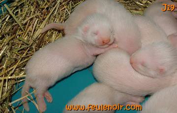 furetons bébés à J19