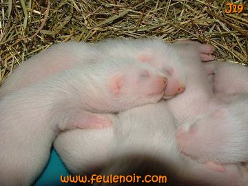 furetons bébés à J19