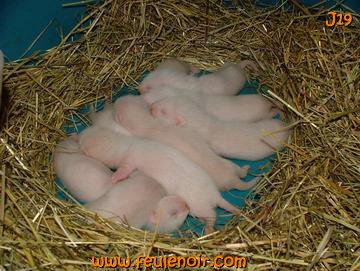 furetons bébés à J19