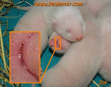 furetons bébés à J19