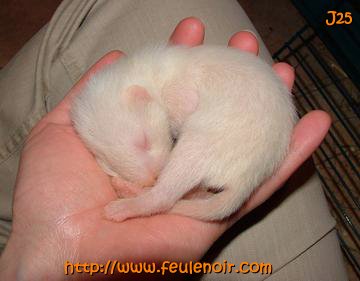 fureton albinos male à J25