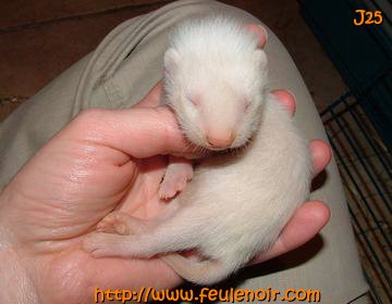 fureton albinos male à J25