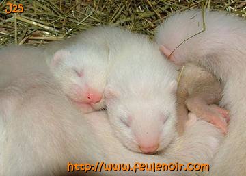 furetons bébés à J25