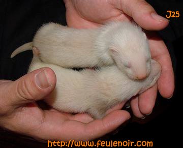 2 furetons bébés champagnes à J25